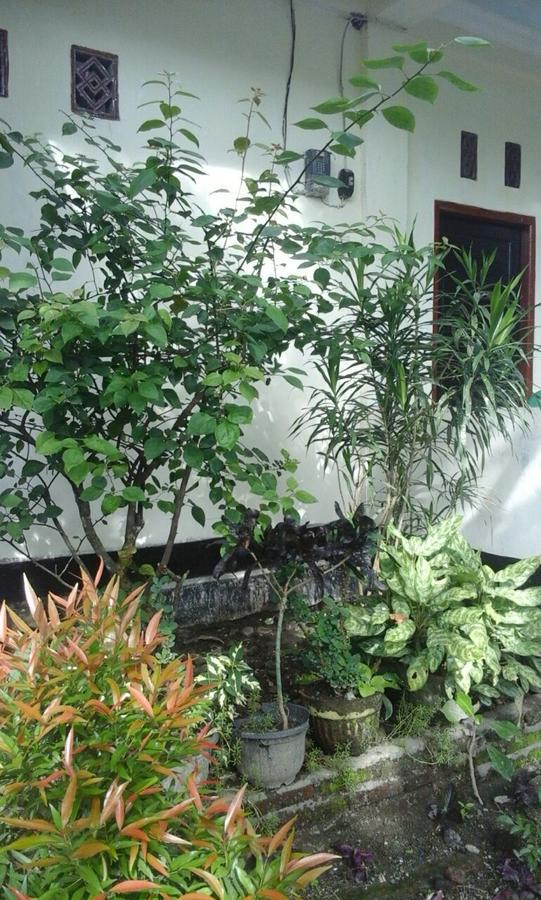 Pedek Homestay Praya Exterior photo